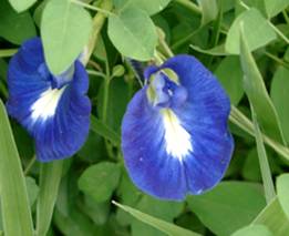 clitoria%20ternatea